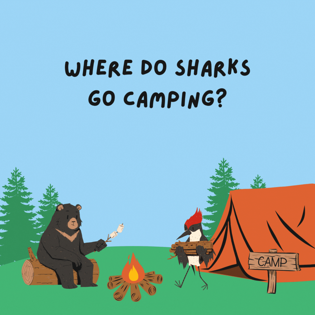 Where do sharks go camping? Finland.