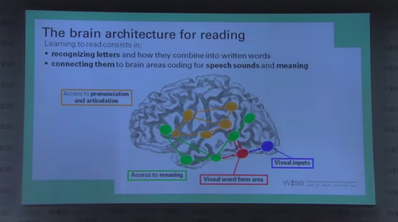 Areas of the brain used for reading